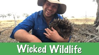 The Short Beaked Echidna [upl. by Matthia]