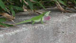 Carolina Anole Lizard Changes Color [upl. by Archibald]