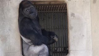 Japans Latest Heartthrob Shabani the Gorilla [upl. by Esilec3]