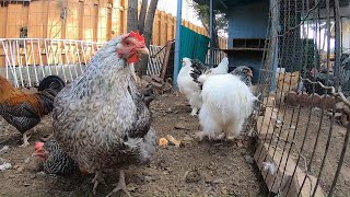 Backyard Chickens 10 Hours Relaxing Chicken Sounds Video Hens Clucking Roosters Crowing [upl. by Anassor282]