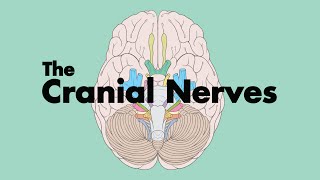 How to Remember the Cranial Nerves Mnemonic  MEDZCOOL [upl. by Gretta]