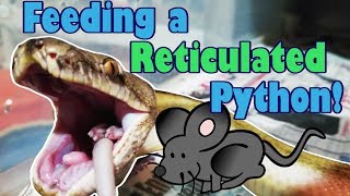 Feed My Pet Friday Reticulated Python [upl. by Eetsim754]