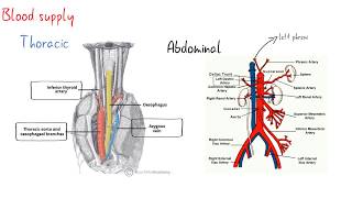 oesophagus surgical anatomy [upl. by Nirhtak]