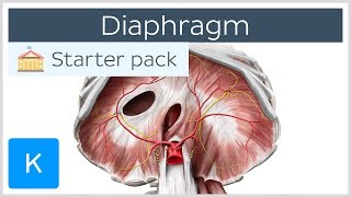 Diaphragm  Definition Function Muscle amp Anatomy  Kenhub [upl. by Telrahc]