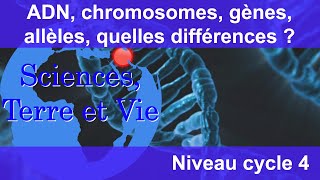 ADN chromosomes gènes allèles quelles différences [upl. by Olivia]