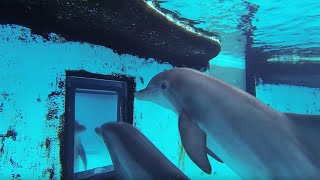 Dolphins How Smart are They Actually  Inside the Animal Mind  BBC Earth [upl. by Schlessel]