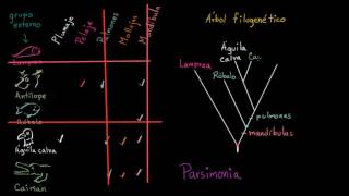 Entender y crear árboles filogenéticos  Biología  Khan Academy en Español [upl. by Eustacia]