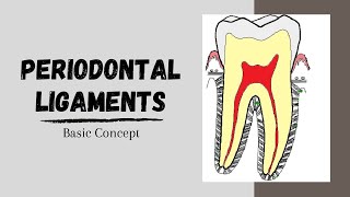 Periodontal ligaments Introductory Concepts [upl. by Crysta233]