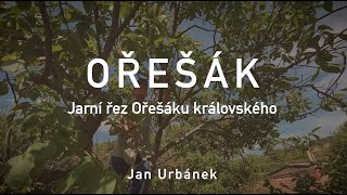 OŘEŠÁK – jarní řez Ořešáku královského [upl. by Anny]