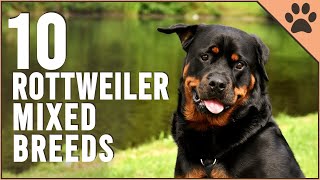 10 Rottweiler Mix Breeds  Dog World [upl. by Semajwerdna185]