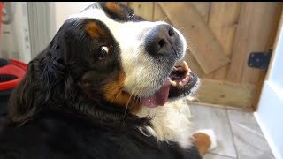 First bath in FOUR years Beautiful Bernese Mountain Dog transformation [upl. by Karoline810]