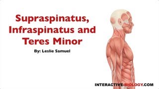 091 Supraspinatus Infraspinatus and Teres Minor [upl. by Myca]