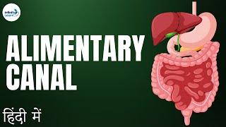 Life Processes  Lesson 04  Alimentary Canal  in Hindi हिंदी में   Infinity Learn [upl. by Zevahc675]