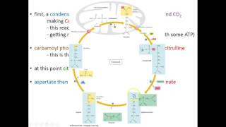 Lecture 18C  Catabolism of Amino Acids [upl. by Tilly]