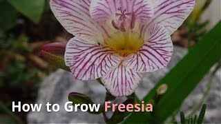 Fressia Growing Guide by GardenersHQ [upl. by Kopp]