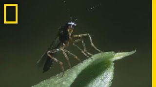 BodySnatching Wasp Larvae Eat Aphids Alive  National Georgraphic [upl. by Hinkle]