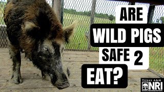 Are Wild Pigs Safe To Eat [upl. by Okoyk53]