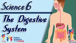 Grade 6  The Digestive System  SCIENCE 6 [upl. by Aiem]