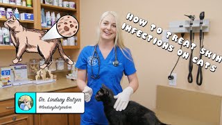 How to Treat Generalized Skin Infections on Cats [upl. by Kutzenco]