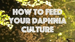 How To Feed Your Daphnia Culture [upl. by Ydniahs490]