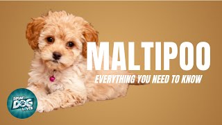 Maltipoo Dog Breed Guide  Dogs 101  Maltipoo [upl. by Ankney]