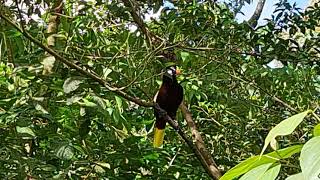 Montezuma Oropendola display and call [upl. by Seitz]