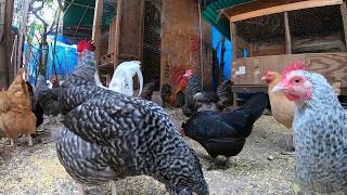 Back Yard Chickens Continuous Footage Rooster Crowing Hens Clucking [upl. by Llyrehc]