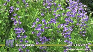 Baptisia Australis from White Flower Farm [upl. by Nohsed441]