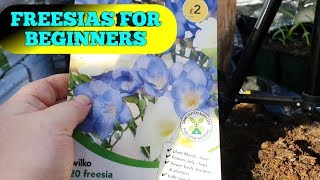 How to grow FREESIAS for beginners part 1 [upl. by Retse282]