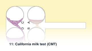 11 California milk test CMT [upl. by Johansen]