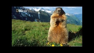 National Geographic Wild  Wildest Europe Forests amp Woodlands  BBC Documentary History [upl. by Aneerehs]