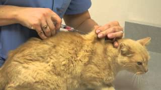 Local Experts Granite City Pet Hospital How to Inject a Cat [upl. by Bertsche]