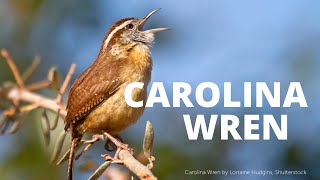 Carolina Wren Song [upl. by Fredella]