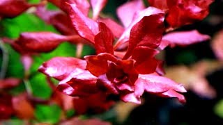 Aquarium Plants LUDWIGIA PALUSTRIS [upl. by Horvitz]