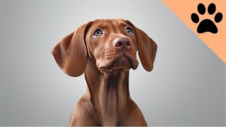 Owning a Vizsla Pros and Cons [upl. by Edla352]