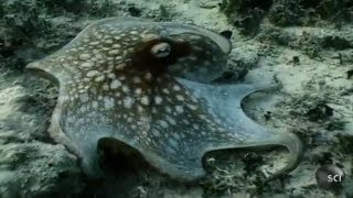 Underwater Chromatophores  Outrageous Acts of Science [upl. by Missy944]