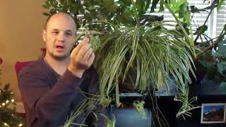 Spider plant Chlorophytum comosum How to grow info [upl. by Htebi789]