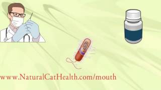 Aphthous ulcer stomatitis Canker sore treatment [upl. by Eitra]