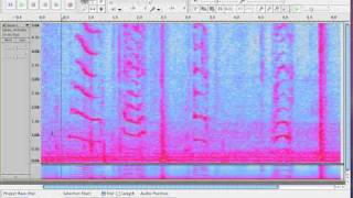 Exploring Audacitys Spectrogram View [upl. by Demetrius]