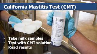 California Mastitis Testing for Dairy Cows [upl. by Oswal]