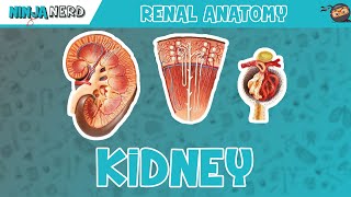 Renal  Kidney Anatomy Model [upl. by Natsyrt78]