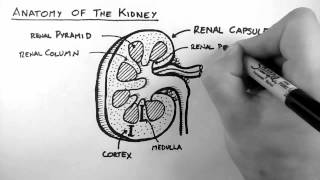 Renal Anatomy 1  Kidney [upl. by Anel]