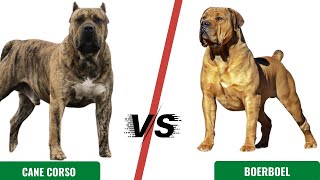 Terminators Cane Corso Vs Boerboel [upl. by Tranquada597]