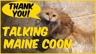 Maine Coon Talking [upl. by Alek619]