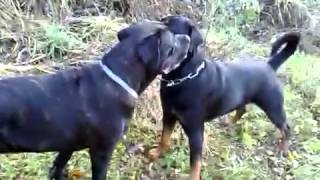 Cane Corso vs Rottweiler Full Fight [upl. by Anrahs]