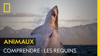 COMPRENDRE  Les requins [upl. by Aehcim723]