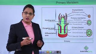 Class10th – Primary and Secondary Meristem  Anatomy of Flowering Plant Hindi  Tutorials Point [upl. by Harhay800]