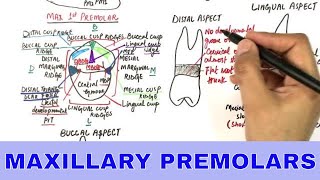 Anatomy of Maxillary Premolars  Tooth Morphology [upl. by Alejandro]