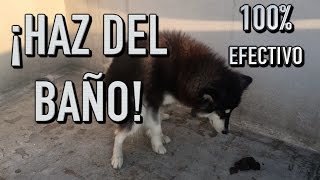 como entrenar UN PERRO a IR AL BAÑO donde quieras  MartGon [upl. by Staci]