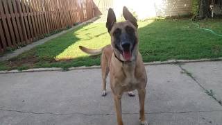 Before You Get A Belgian Malinois WATCH THIS [upl. by Christis]